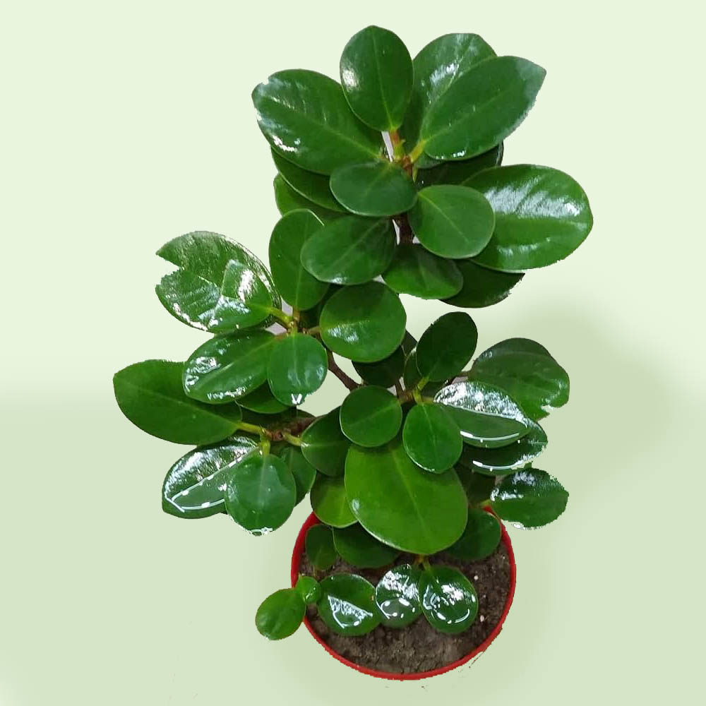 Ficus Microcarpa Small - 